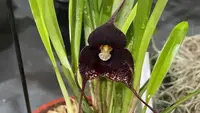 Rare, Dracula anthracina, Blooming Size, Shipping included