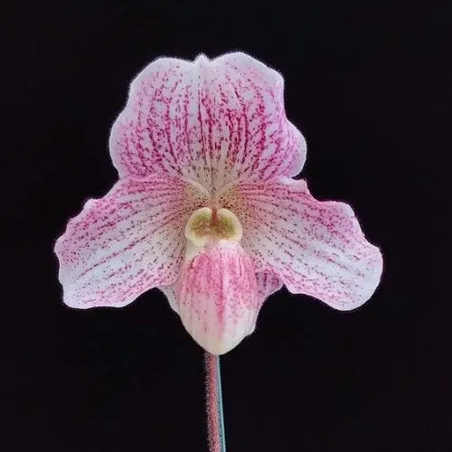 Paphiopedilum Angela (Paphiopedilum)