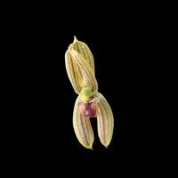 Maxillaria lineolata