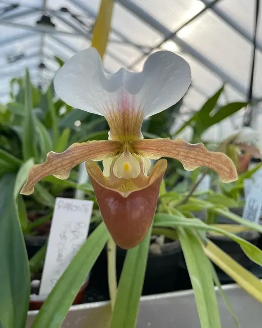 Paphiopedilum Little Trouble 3in (Paphiopedilum)