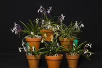 Vanda falcata (view varieties)