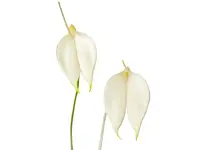 Masdevallia coccinea f. alba