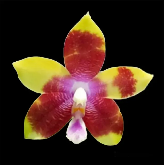 Phalaenopsis Tying Shin Fly Eagle