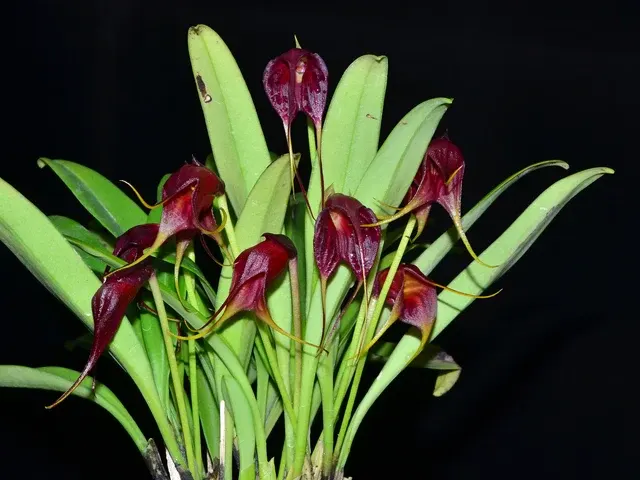 Masdevallia vidua (Masdevallia)