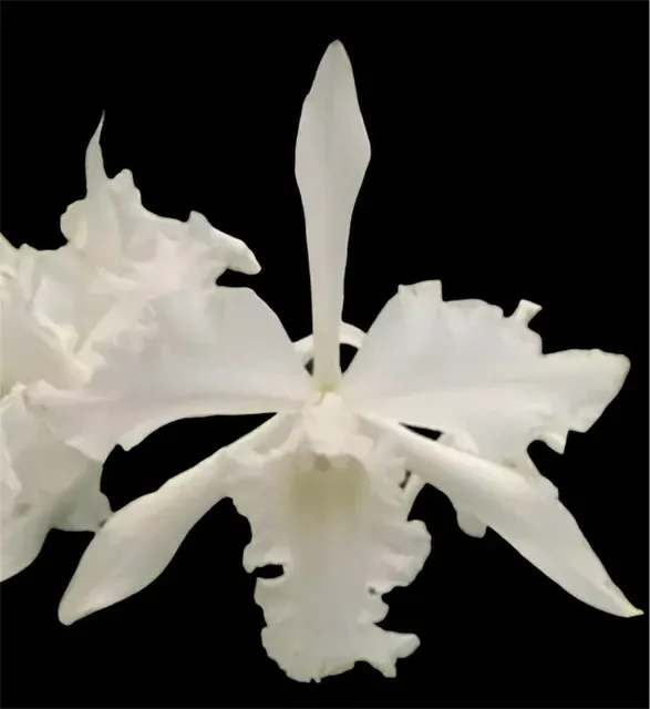 Laelia lobata 'alba'