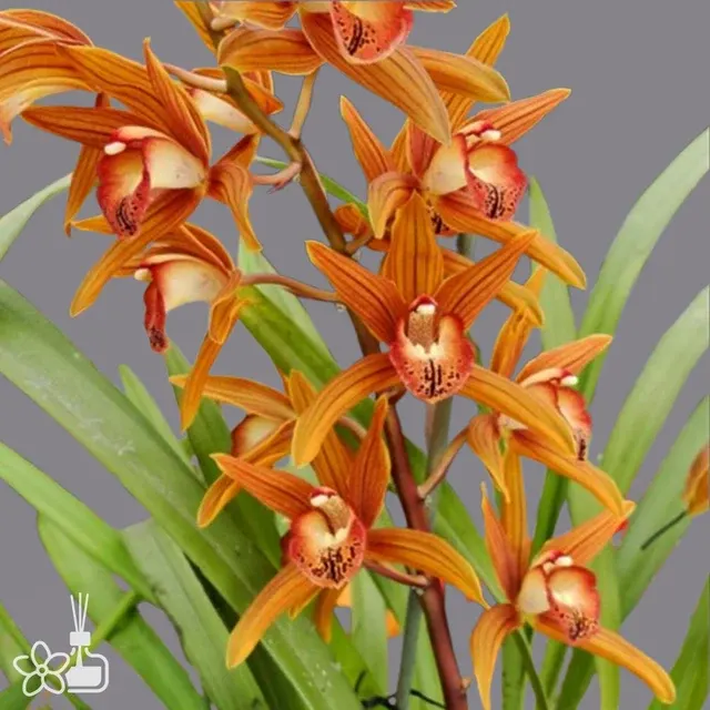 Cymbidium Eastern Beauty 'Kagaribi'