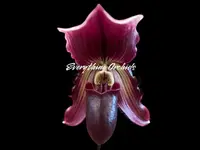 In Spike Paphiopedilum QF Lorrafairrie (Lorraines Pride x fairrieanum) (3.5” pot)