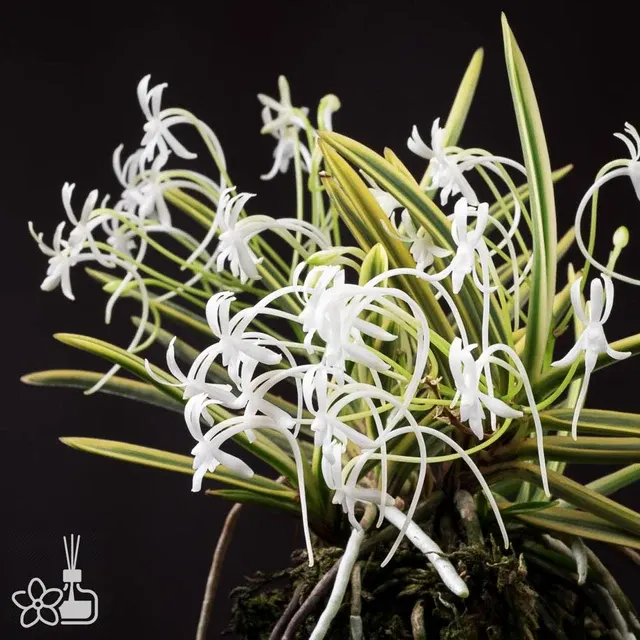 Neofinetia falcata 'Gojo Fukurin'