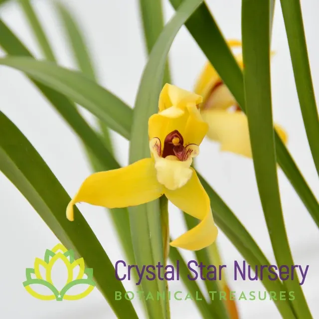 Maxillaria porphyrostele (Maxillaria)