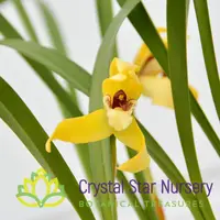 Maxillaria Porphyrostele — 2.5" Pot / Without Spike
