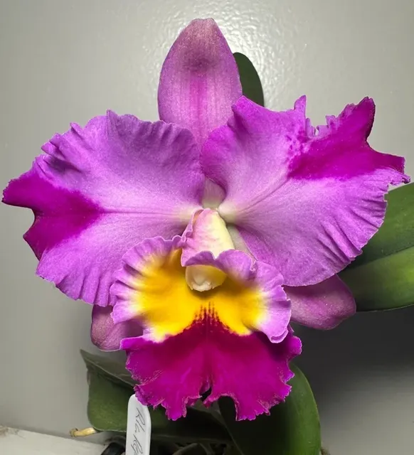 Potinara Rep. Clift Tsuji (Potinara)