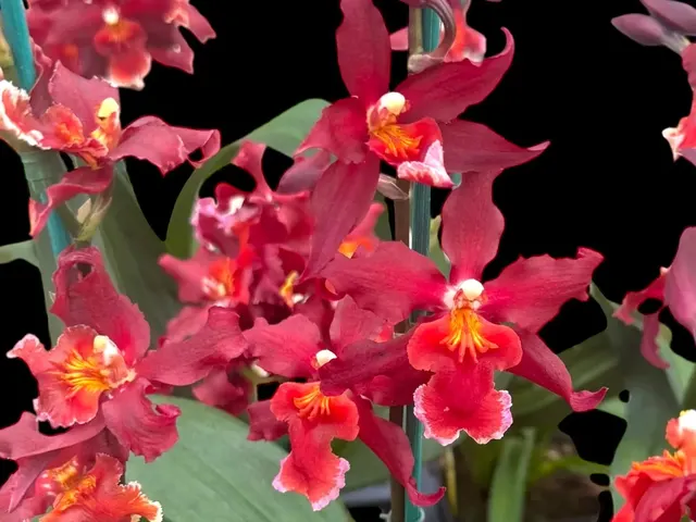 Oncidium Aloha Kapoho (Oncidium)