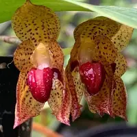 Bulbophyllum subumbellatum × self 2.5" Fragrant — Planted