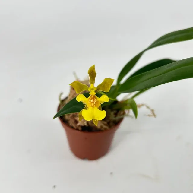 Oncidium uniflorum (Oncidium)