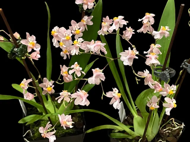 Oncidium Misaki Twinkle Oby (Oncidium)