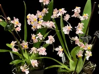 In Spikes Fragrant Mini Oncidium Misaki Twinkle Oby (3.5” Pot)