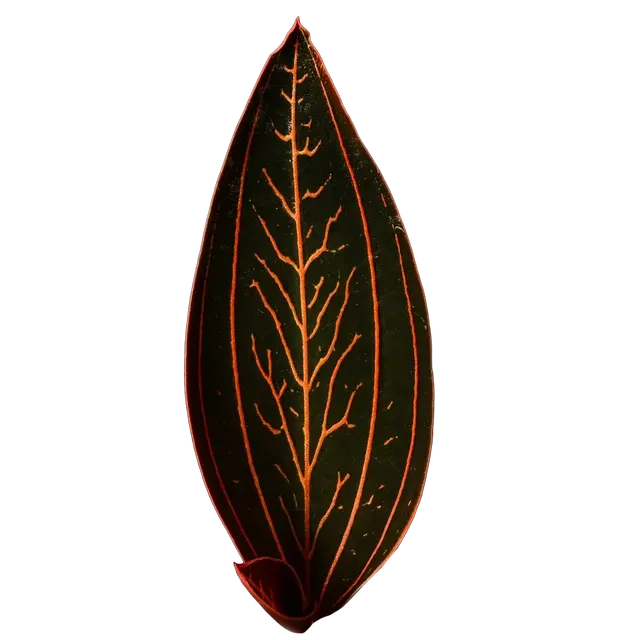 Ludisia discolor 'Spiderman'