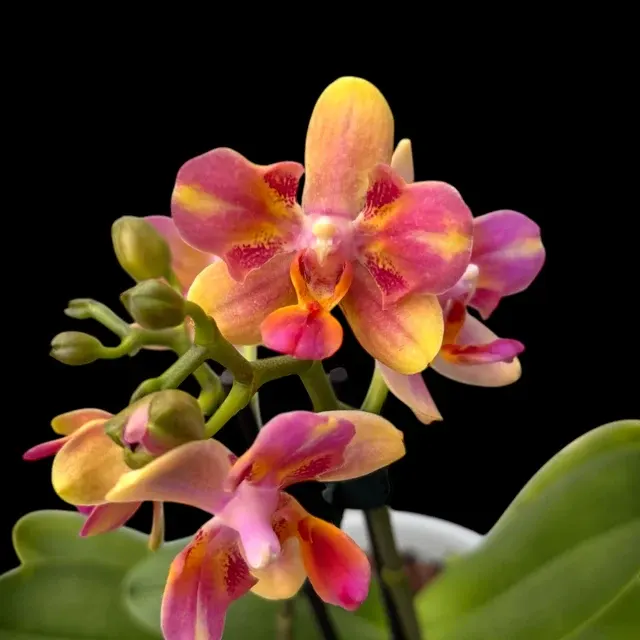 Phalaenopsis Red Dragonfly
