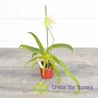Aeranthes Grandiflora (NS12)