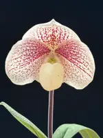 Paphiopedilum (Diane Redfern x leucochilum)