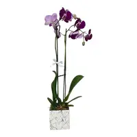 22 Orquídea En Planta Purple Marble Tall