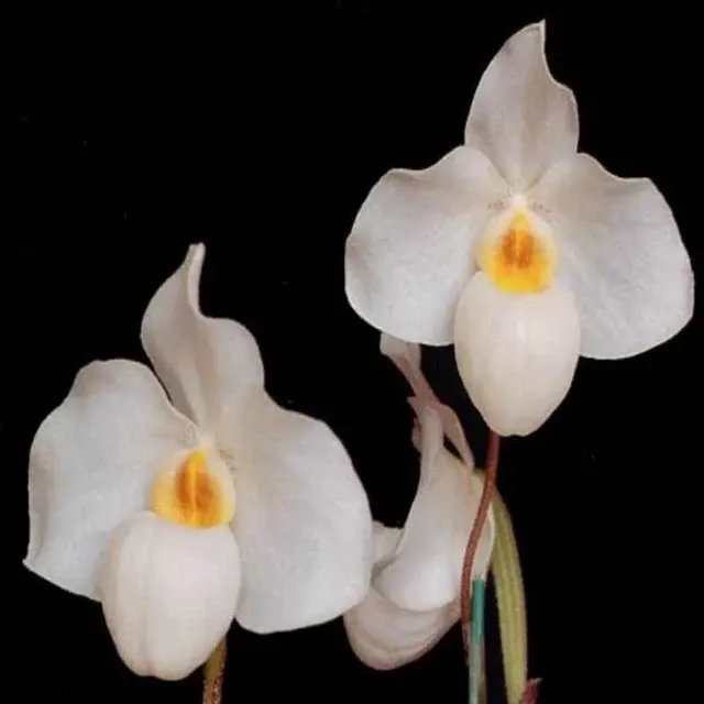 Paphiopedilum Armeni White - HM - TPS 'GH' (Paphiopedilum)