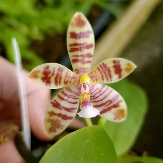 Phalaenopsis Meen Estrella