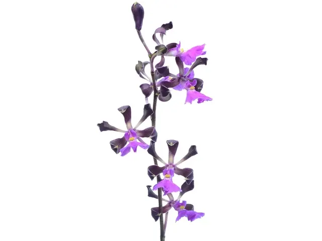 Encyclia cordigera f pink