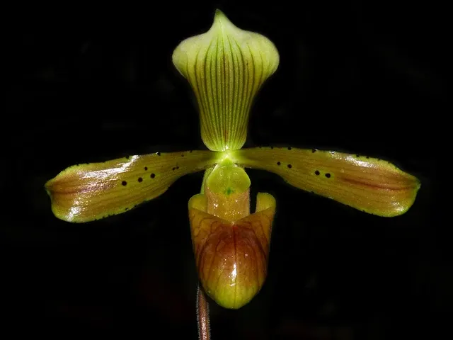 Paphiopedilum tonsum x sib 'I Forget' (Paphiopedilum)