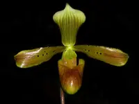 Paphiopedilum tonsum x sib ('I forget' CCM/AOS x 'Salt Coats HCC/AOS)