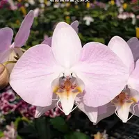 [Bare-root][Import AS-IS] #PA# Phal. sanderiana × sib 珊德蝴蝶蘭兄弟交 [2.5" BS][Sept Preorder 26]