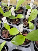 Phalaenopsis reichenbachiana