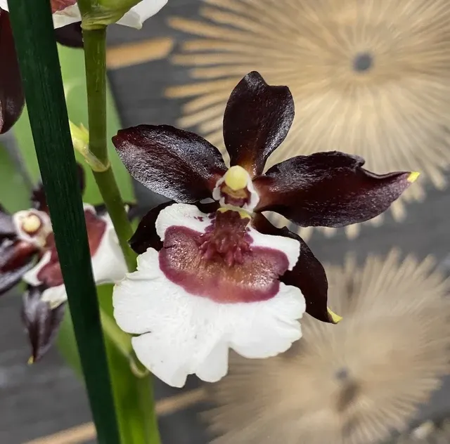 Colmanara tropic 'Black Pearl'