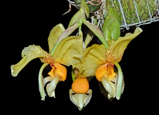 Stanhopea Yolanda Breck (Stanhopea)