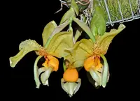 Stanhopea Yolanda Breck