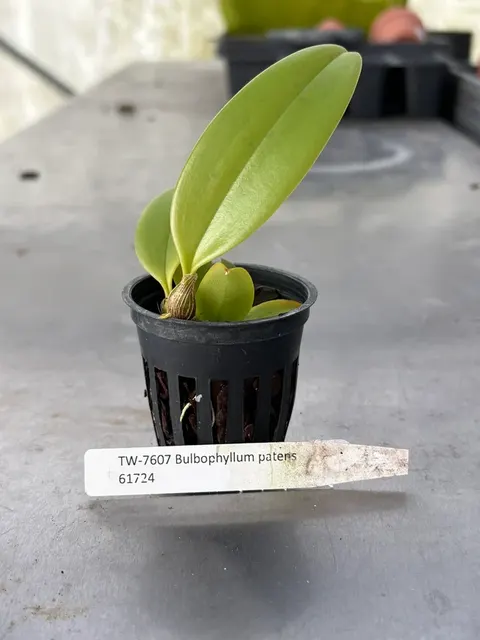 Bulbophyllum patens