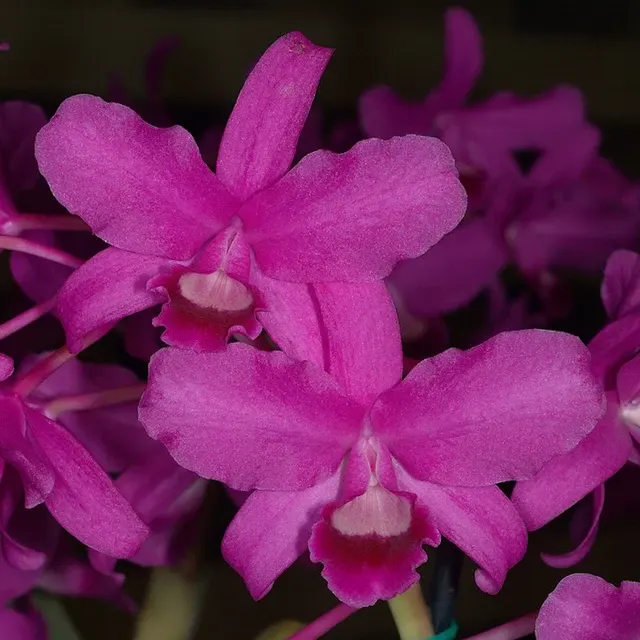 Cattleya bowringiana var red parfumata