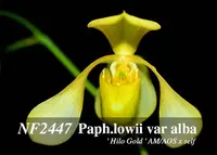Paph. lowii var alba (llowii var alba ' Hilo Gold ' AM/AOS x self )