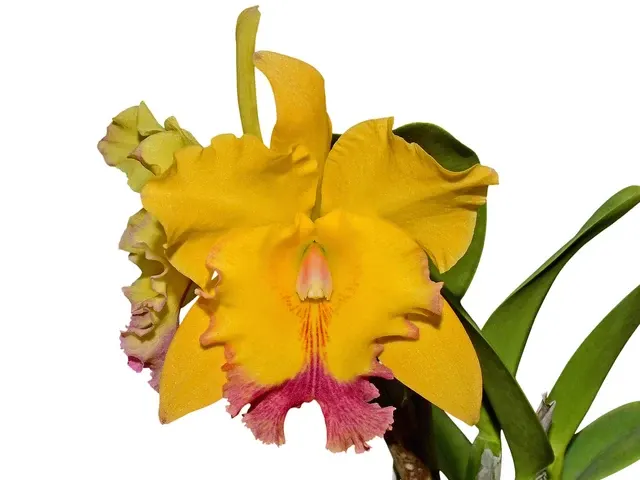 Rhyncholaeliocattleya Ecuagenera Gold (Rhyncholaeliocattleya)
