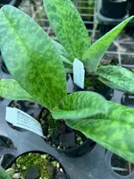 Flowering Size Orchid - Paphiopedilum venustum species