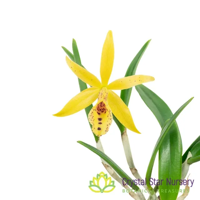 Brassocattleya Hippodamia X Gur. Aurantiaca 'Leopard Spots' (Brassocattleya)