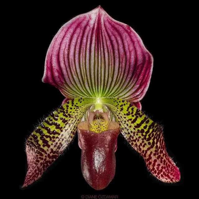 Paphiopedilum Dumbledore (Paphiopedilum)