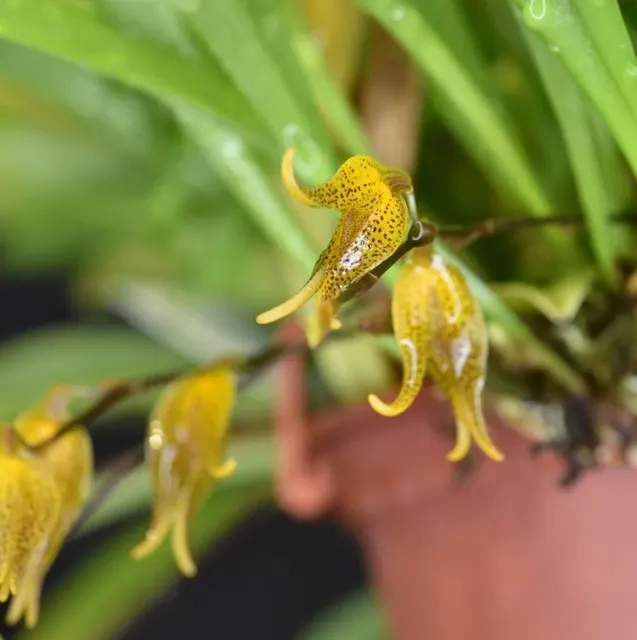Pleurothallis tripterantha