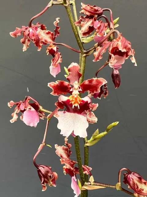 Oncidium Ruth’s Rainbow 'Over the Rainbow' (Oncidium)