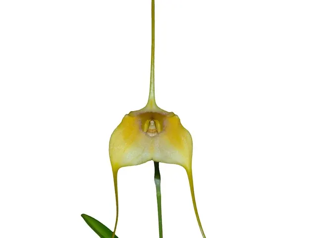 Masdevallia Aidita Tosi