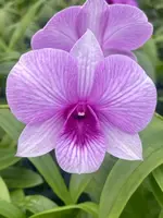 2 Assorted Dendrobiums *Bonus plant included