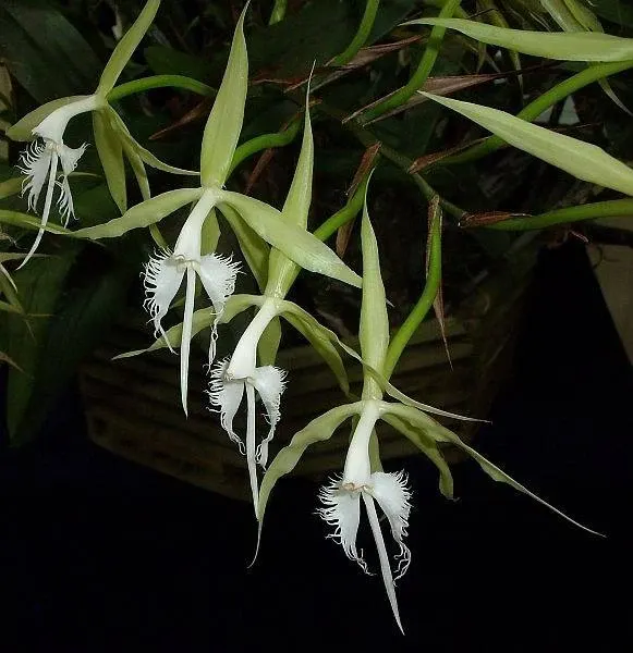 Epidendrum ciliare (Epidendrum)