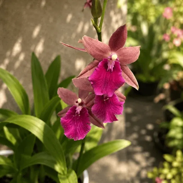 Miltonia Honolulu Warne's Best - Flori Parfumate, Exemplare Dezvoltate (Miltonia)