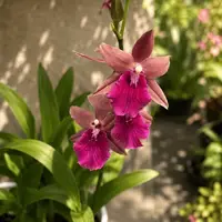 Miltonia Honolulu Warne's Best - flori parfumate