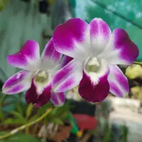 Dendrobium Sonia Purple